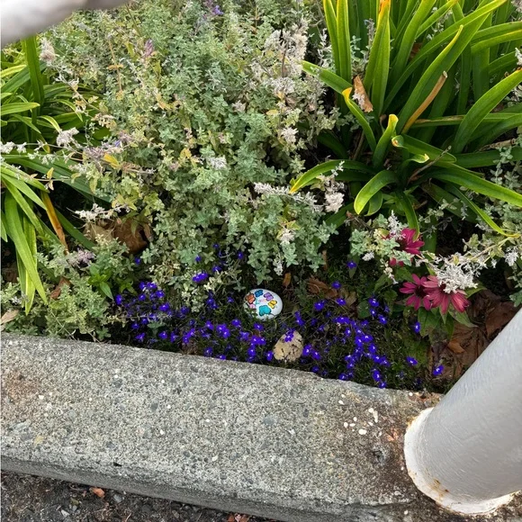 Free Come and get it Colorful Butterfly 🦋 Painted Stone Art. Live treasure hunt. - Picture 5 of 6